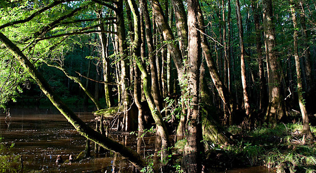More than 200 acres have been added to Congaree National Park through a donation/NPS file More than 200 acres have been added to Congaree National Park through a donation/NPS file