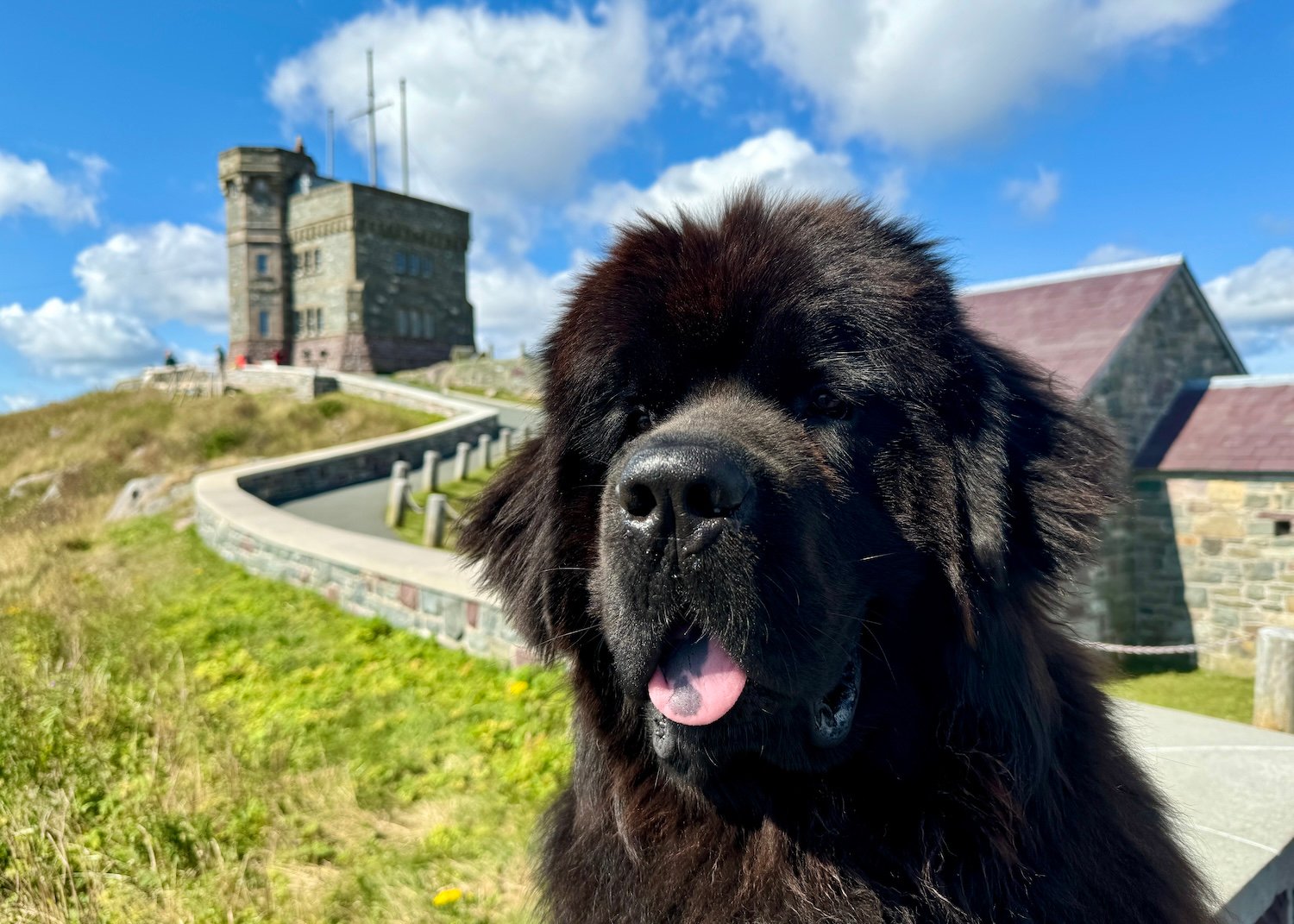 Sable Chief, a Newfoundland dog, visits Signal Hill Historic Site most days with his owner Ed Jackman.