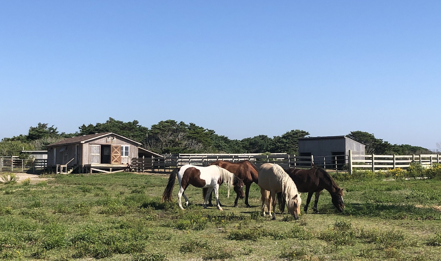 The National Park Service is debating the future of 11 ponies at Cape Hatteras National Seashore/NPS file