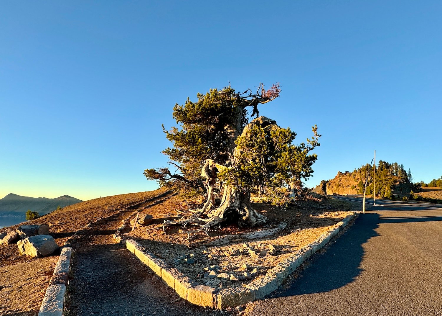 The Grandmother Tree can be found along West Rim Drive, south of North Junction, in Crater Lake National Park.