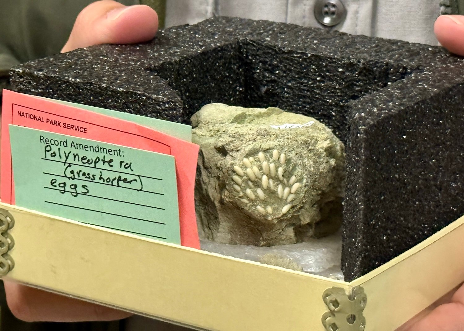 A fossilized grasshopper egg pod is kept at the Thomas Condon Paleontology Center and Visitor Center at John Day Fossil Beds National Monument in Oregon.