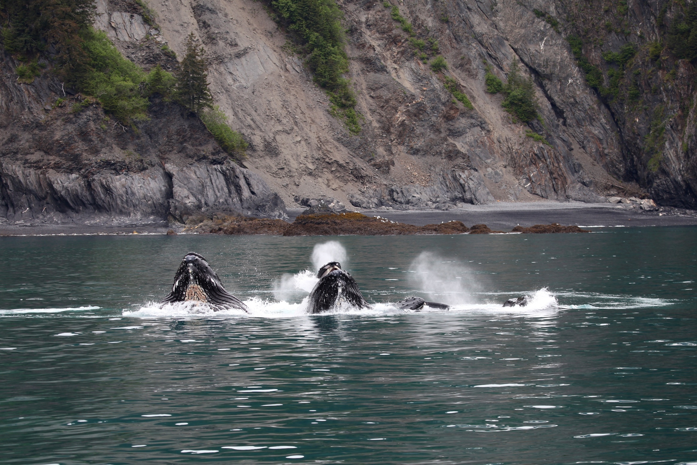 Humpback whales 'bubble-net' feeding at Kenai Fjords National Park/NPS, Jim Pfeiffenberger