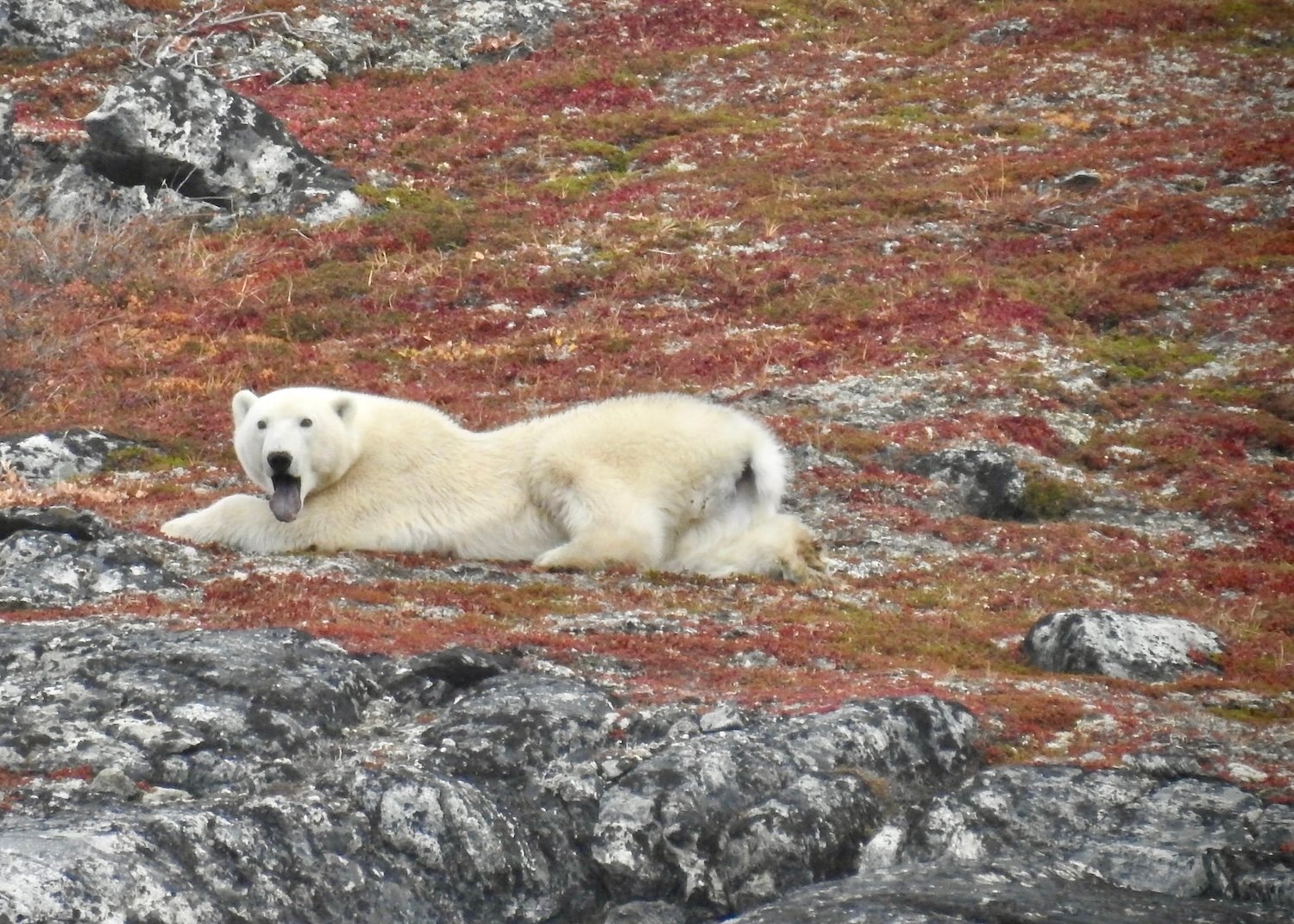 A polar bear yawns as it waits for the sea ice to form in Eclipse Sound in Torngat Mountains National Park in October.