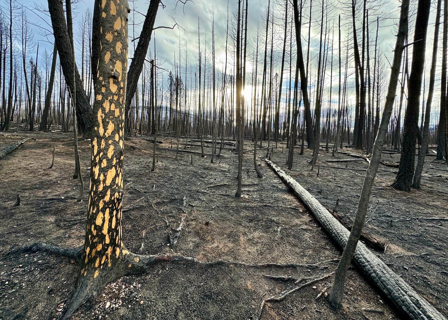 On the trail around Lake Annette in Jasper National Park, an unnamed phenomenon shows trees affected by extreme fire behavior.