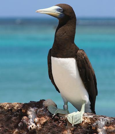 Brown Booby Chick Hatches At Channel Islands National Seashore