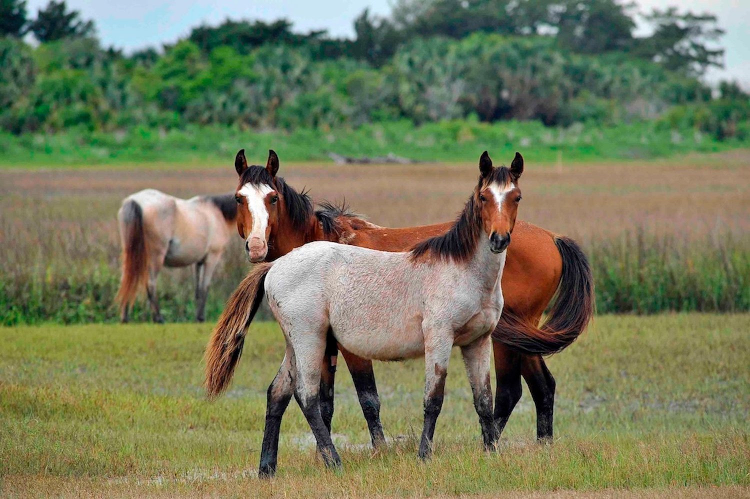 Court to order emergency feed and water for horses on Cumberland Island