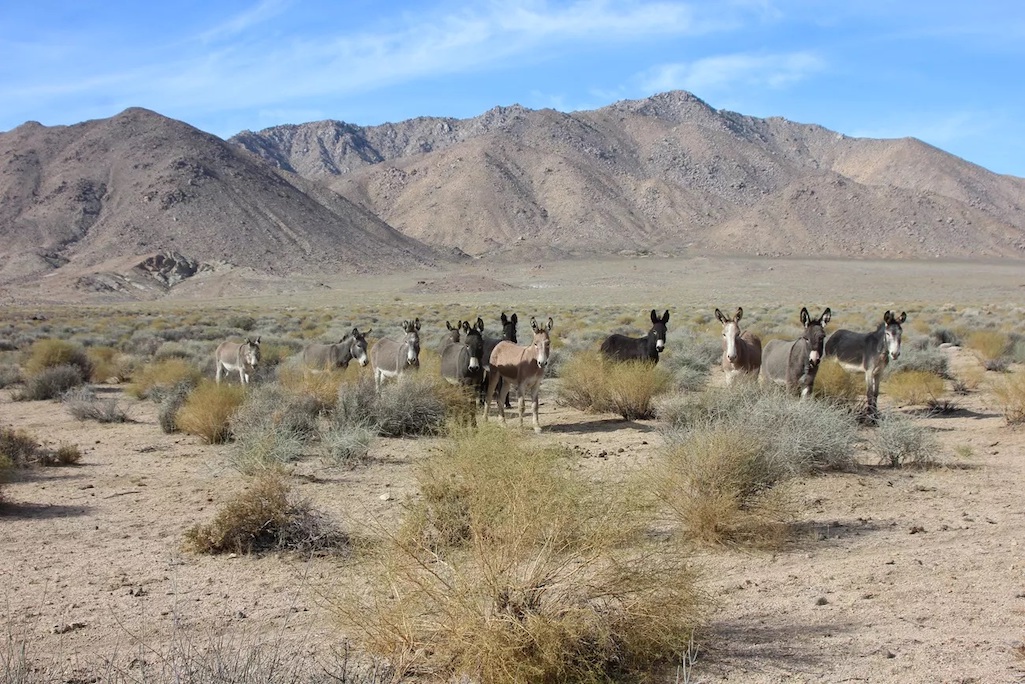 Five Burros Shot And Killed At Death Valley National Park