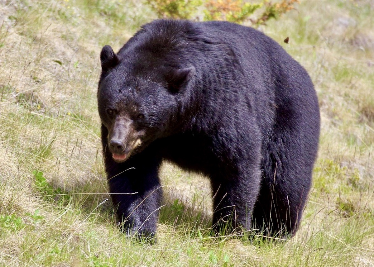 Bears Start To Emerge From Hibernation At Jasper National Park