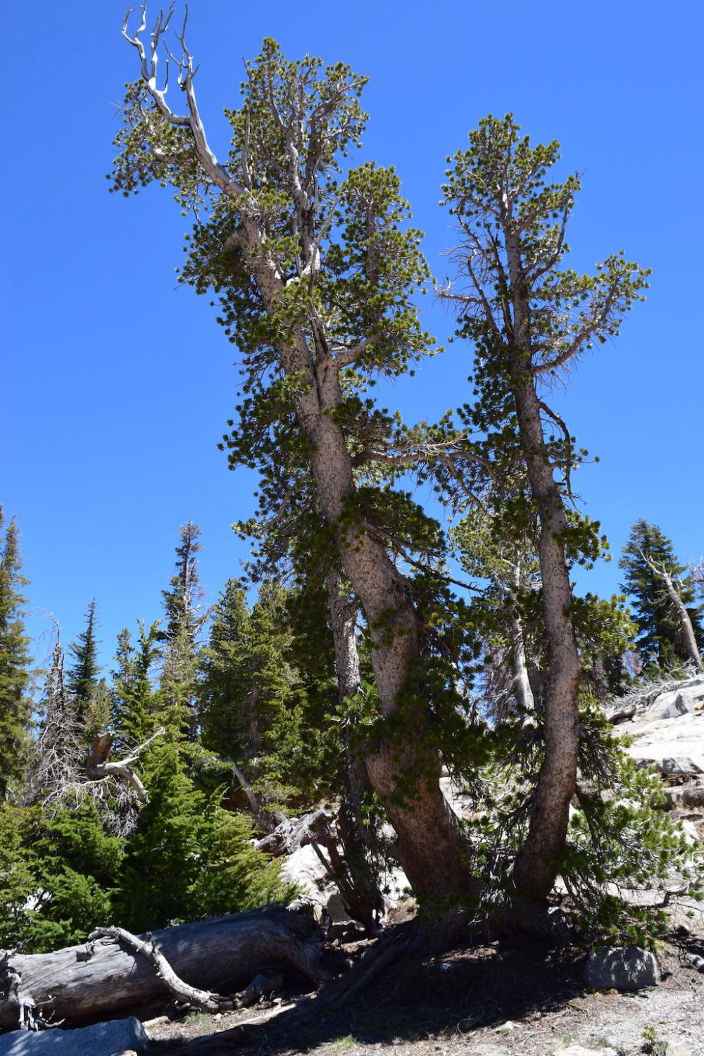 Whitebark Pine Listed As A Threatened Species Under ESA