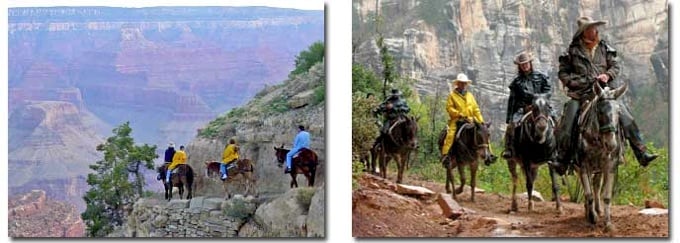 Mule Rides In Grand Canyon National Park National Parks Traveler