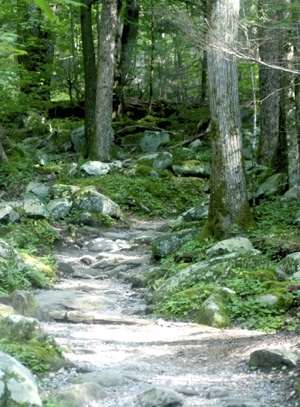 Hiking trail, Great Smoky Mountains NP