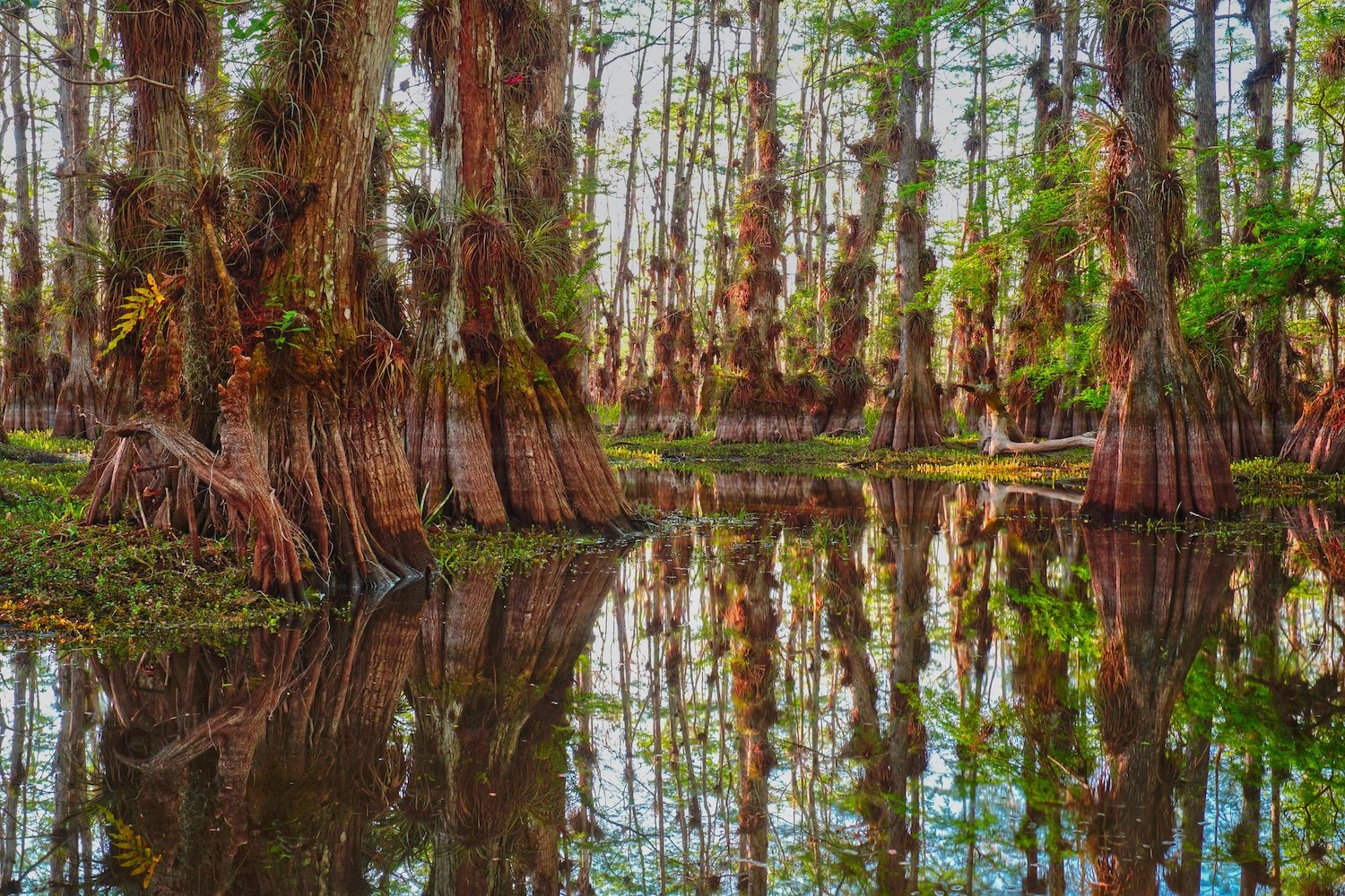 The Miccosukee Tribe might succeed where the federal government has not: halting oil exploration in Big Cypress National Preserve/NPS file