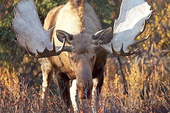 Bull moose in Denali National Park/Jean Bjerke Bull moose in Denali National Park/Jean Bjerke