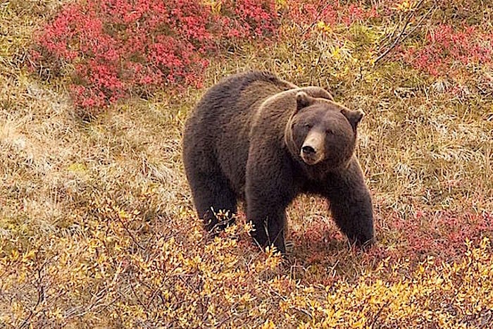 Grizzly in Denali National Park/Jean Bjerke Grizzly in Denali National Park/Jean Bjerke