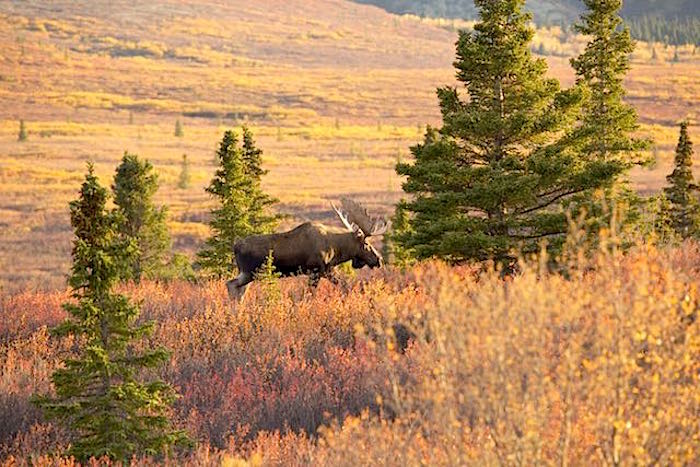 Moose roaming the tundra in Denali National Park/Jean Bjerke Moose roaming the tundra in Denali National Park/Jean Bjerke