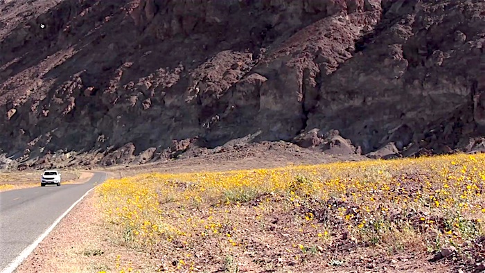 Desert gold in bloom at Death Valley National Park/Kurt Repanshek