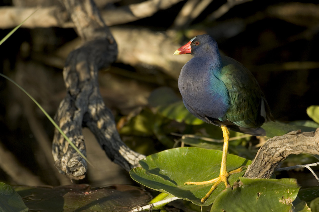 The 121st Annual Audubon Christmas Bird Count kicks off Monday and runs through January 5/NPS, Rodney Cammauf