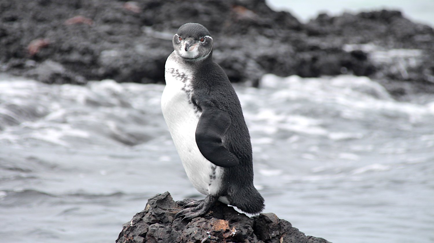 Research into the spread of microplastics shows Galápagos penguins are obtaining them/Karly McMullen