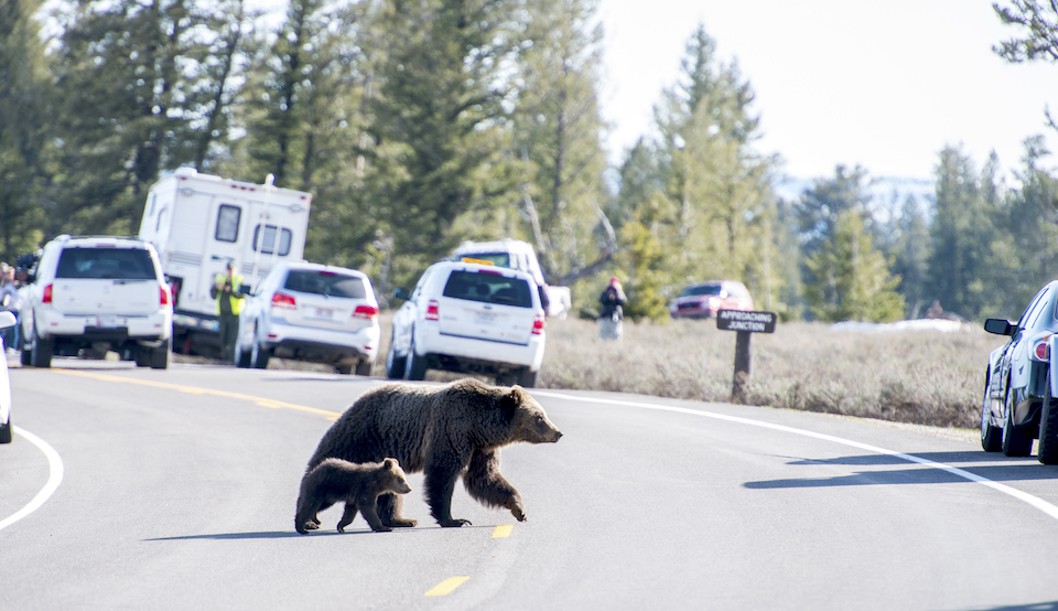 Grizzly bears in Grand Teton National Park/GTNPF