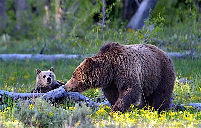 Grizzly sow and cub, Grand Teton National Park/Debbie Dixon