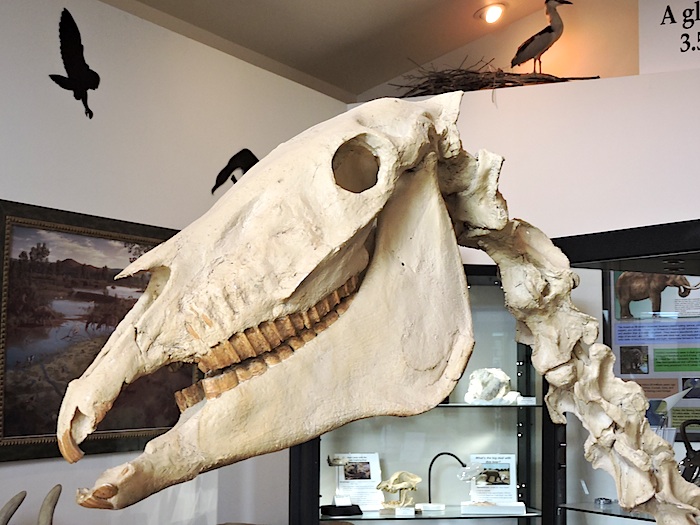 Fossilized horse skull, Hagerman Fossil Beds NM/Lee Dalton