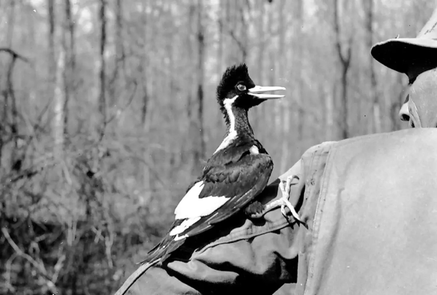 Might the Ivory-billed woodpecker still exist?/USFWS, public domain, by Dr. James T. Tanner