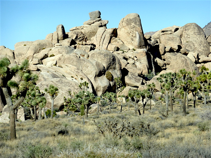 Joshua Tree National Park/David and Kay Scott