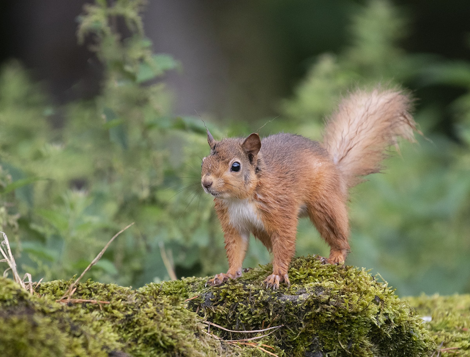 Long connected to Northumberland National Park, red squirrels face a variety of risks to their existence/