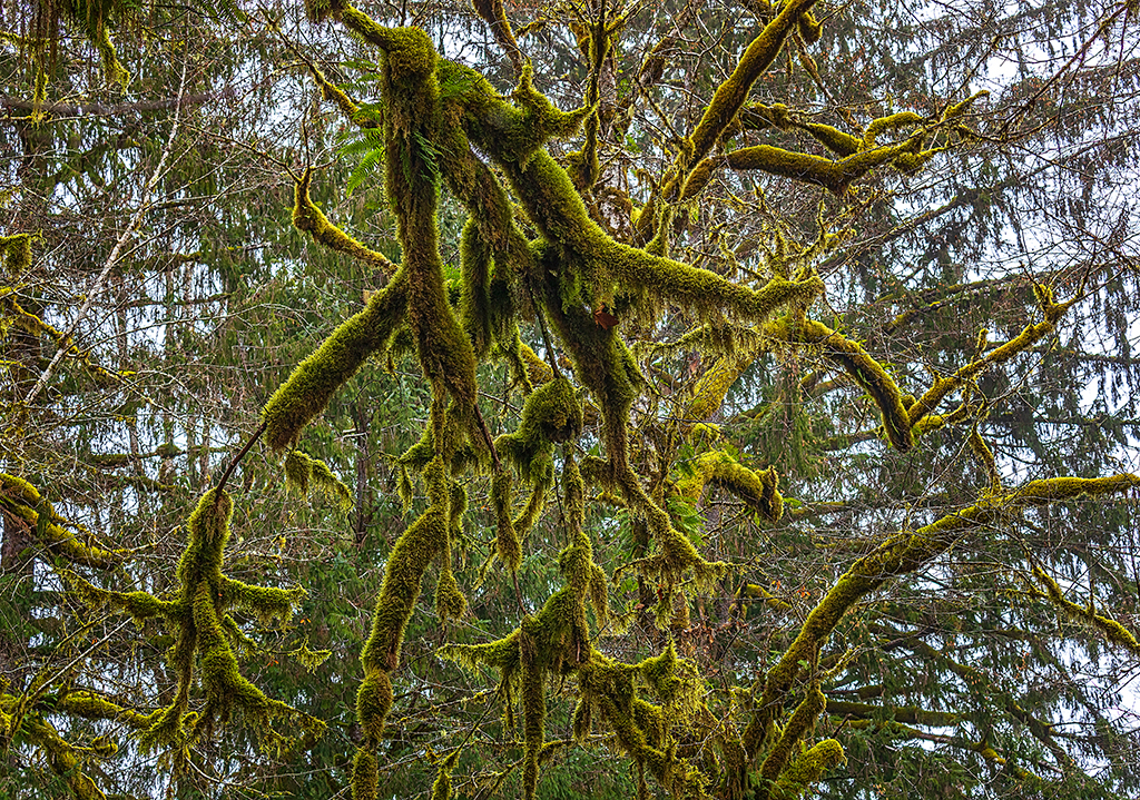 Moss-covered branch abstract, Olympic National Park / Rebecca Latson Moss-covered branch abstract, Olympic National Park / Rebecca Latson