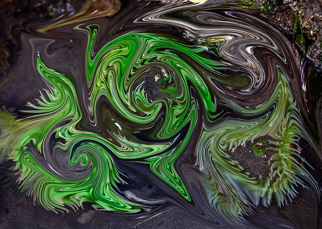 The "liquified" version of green sea anemones, Olympic National Park / Rebecca Latson The "liquified" version of green sea anemones, Olympic National Park / Rebecca Latson