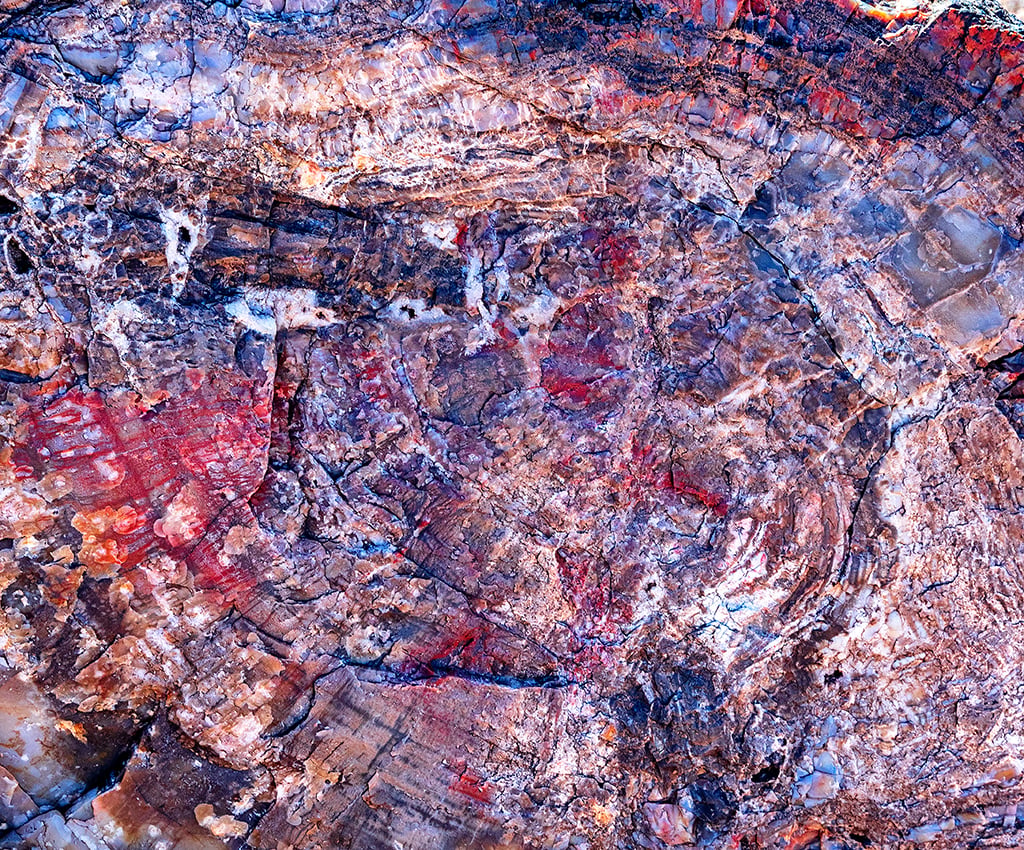 A colorful abstract (cropped) close-up of mineral colors in petrified wood, Petrified Forest National Park / Rebecca Latson A colorful abstract (cropped) close-up of mineral colors in petrified wood, Petrified Forest National Park / Rebecca Latson