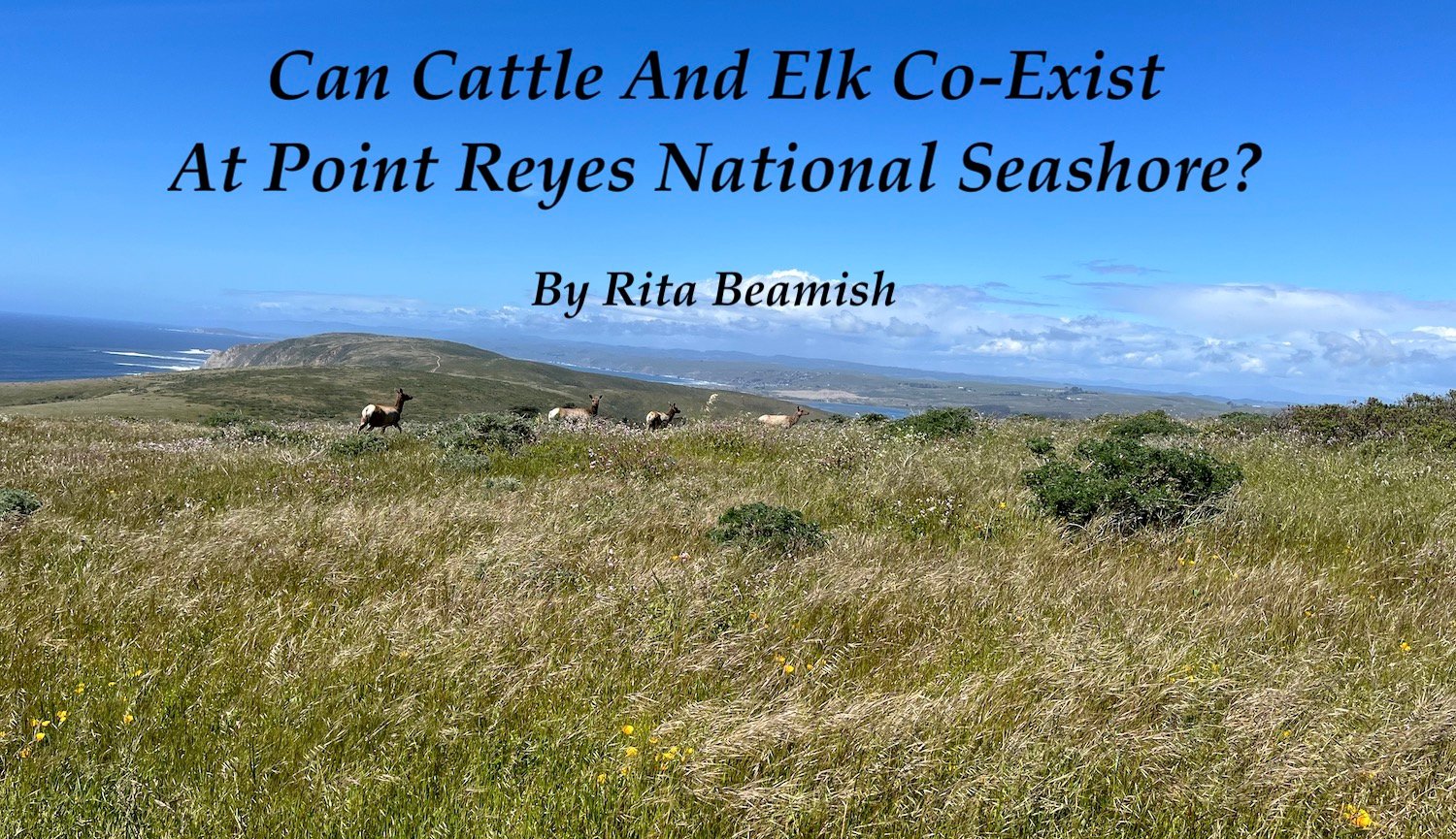 Can cattle and Tule elk co-exist at Point Reyes National Seashore