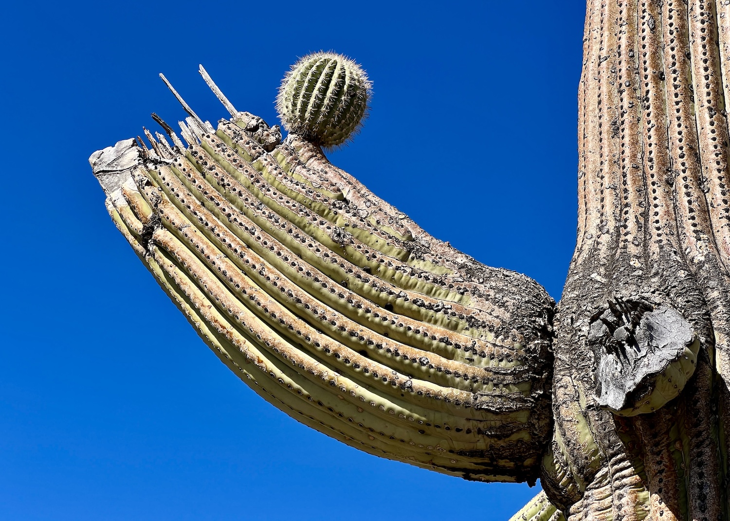 Along the Desert Discovery Nature Trail in Saguaro National Park's west district, a saguaro grows a new arm off a broken arm.