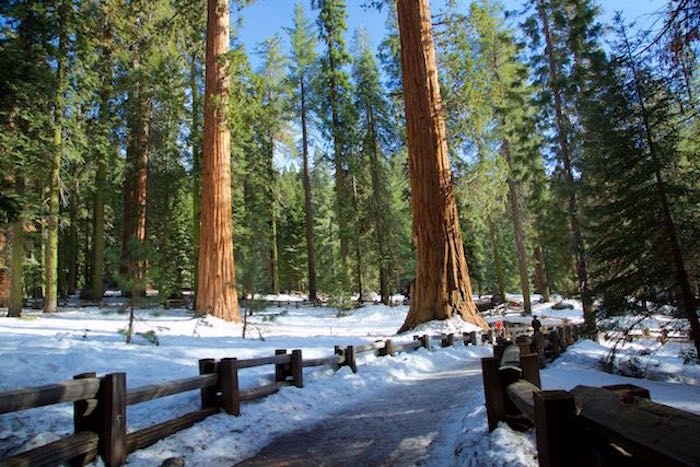 Giant Forest in winter/Jean Berke