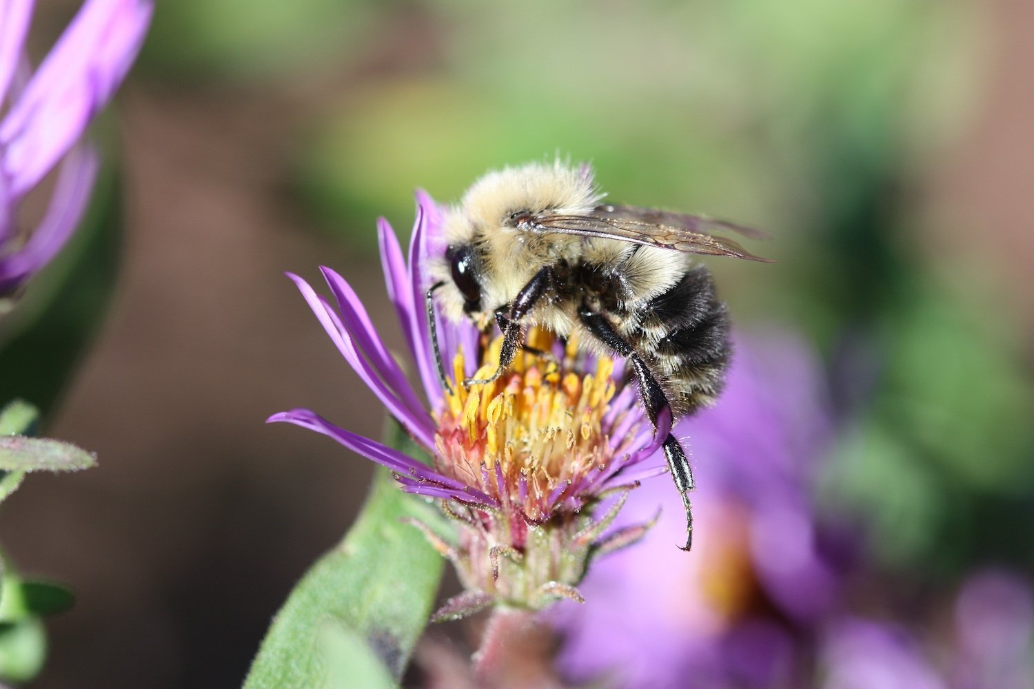 A Sweat bee/Sheila Colla