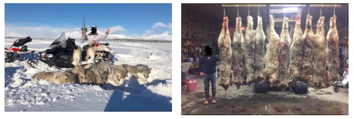These photos indicate an AR-15 semiautomatic rifle was used to kill wolves near Denali National Park/PEER These photos indicate an AR-15 semiautomatic rifle was used to kill wolves near Denali National Park/PEER
