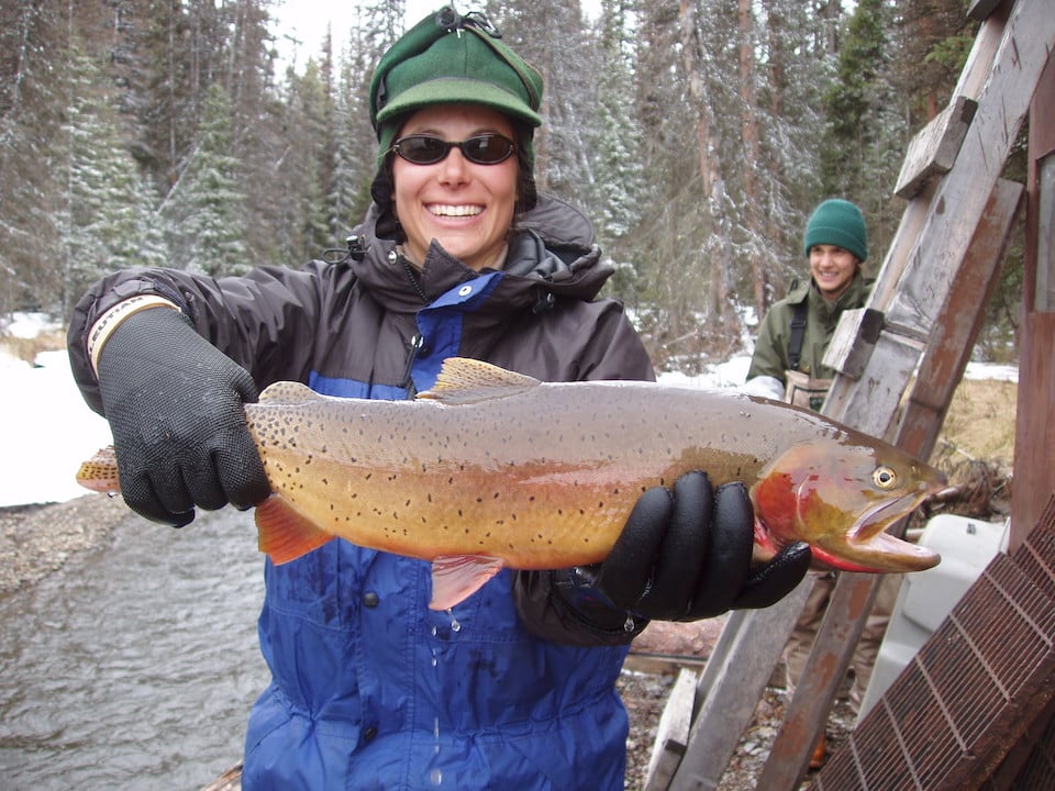 Cutthroat trout caught in Clear Creek, Yellowstone National Park, in 2005/UW, Lusha Alzner