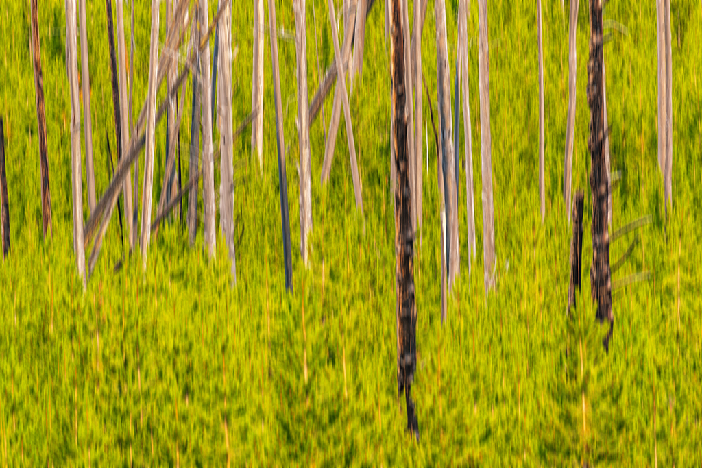 Green and brown lens movement blur abstract, Yellowstone National Park / Rebecca Latson Green and brown lens movement blur abstract, Yellowstone National Park / Rebecca Latson