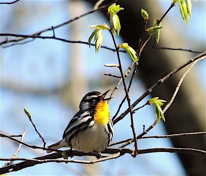 Yellow-throated warbler/Kirby Adams Yellow-throated warbler/Kirby Adams