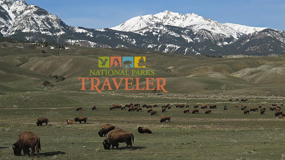 Bison at North Entrance, Electric Peak. NPS photo, Jim Peaco