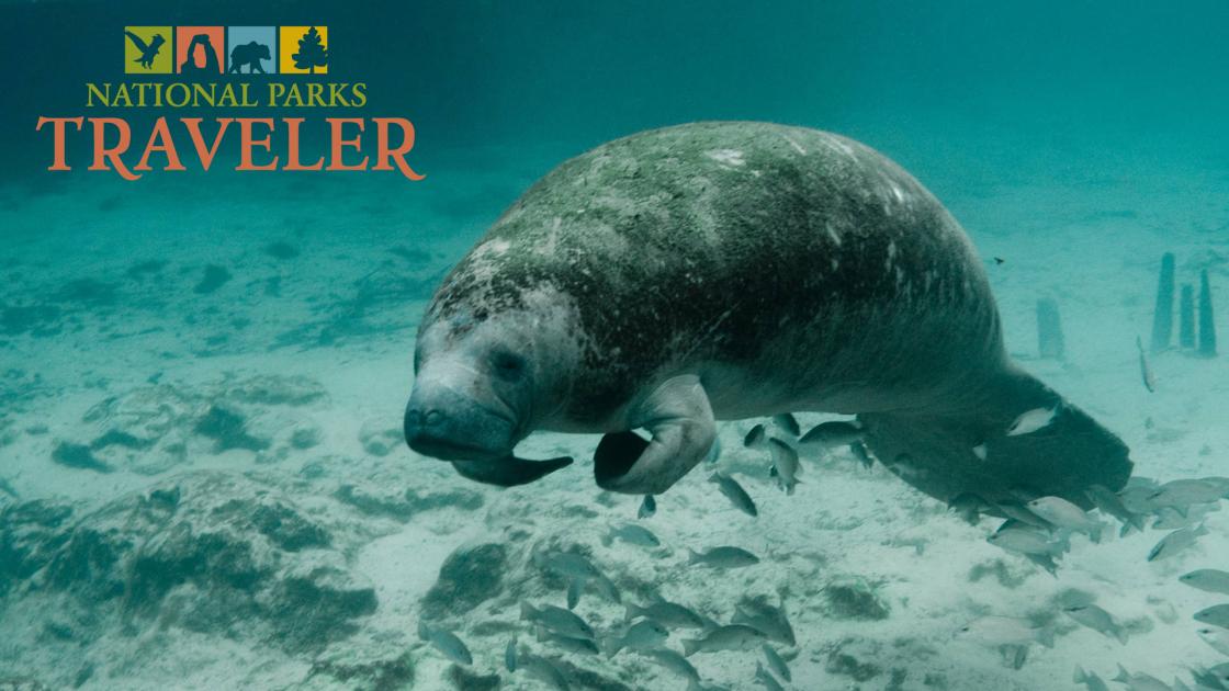 A manatee floating underwater with a school of fish below it. USFWS photo.