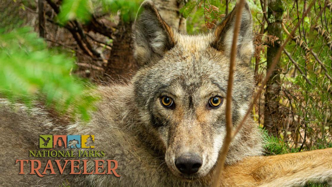 An image of the face of a wolf, from Voyageurs Wolf Project. Photo by Thomas Gable.