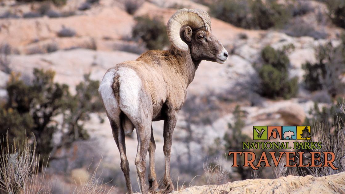 NPS photo of bighorn at Arches by Neal Herbert