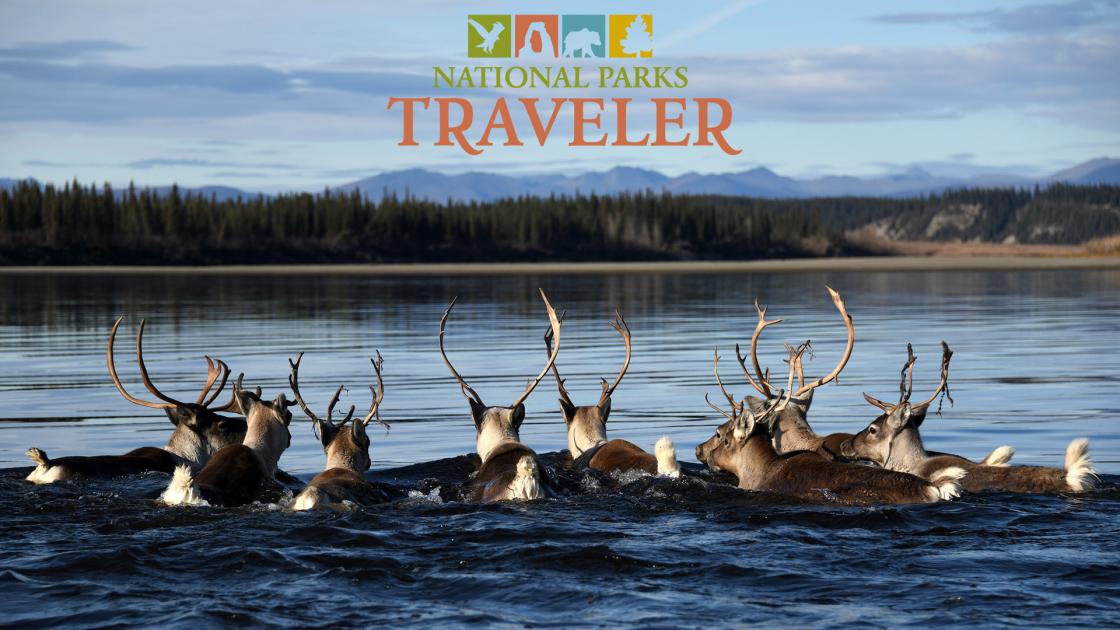 Caribou swimming at Gates of the Arctic. NPS photo by Matt Cameron.