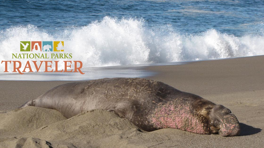 Bull elephant seal at South Beach in Point Reyes National Seashore. NPS Photo; NMFS Permit Number 21425