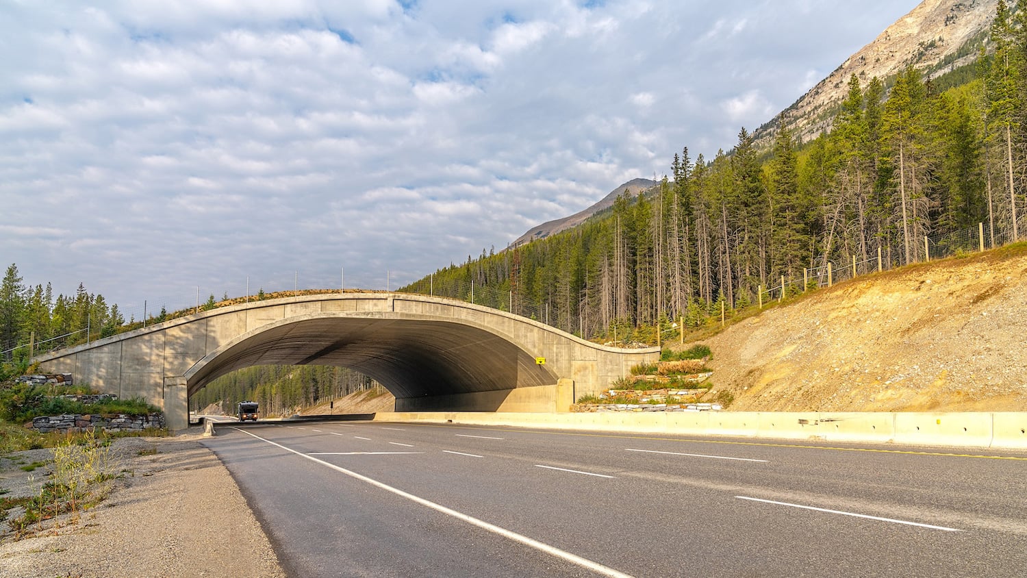 wildlife crossing
