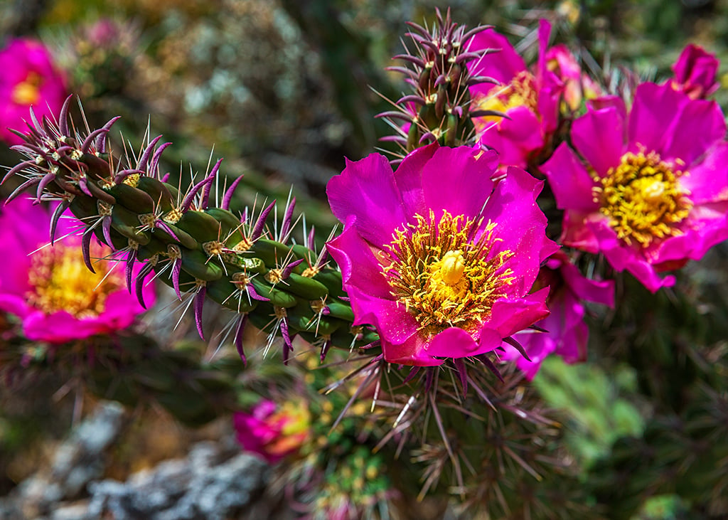 Brightly-saturated magenta blooms of a cholla cactus surrounded by fleshy green branches with sharp thorns, Big Bend National Park, Texas