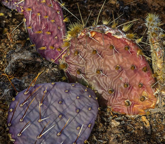 Filling the frame with the pattern, texture and colors of a prickly pear cactus, Canyonlands National Park / Rebecca Latson