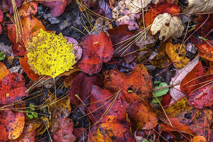 Standing out in a crowd, Acadia National Park /  Rebecca Latson