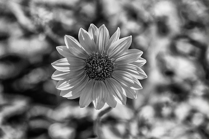 The petal pattern of a common sunflower in black &amp;amp; white, Padre Island National Seashore / Rebecca Latson